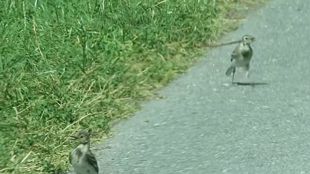 Bergeronnette grise juvénile Loèche - VS смотреть онлайн