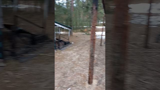 здесь были дикари