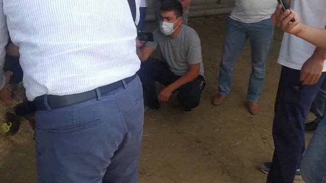 Гемпшир қошқарымен Алмасбек ағамыз Түркістан қаласында. Каналға тіркеліп, лайк 👍басып кетіңіз.!!! смотреть онлайн