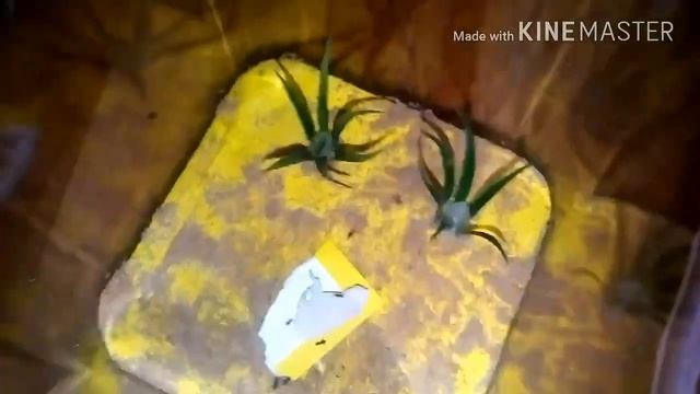 Lasius niger спустя месяц. смотреть онлайн