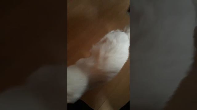 Filou wird schick gemacht😊 смотреть онлайн