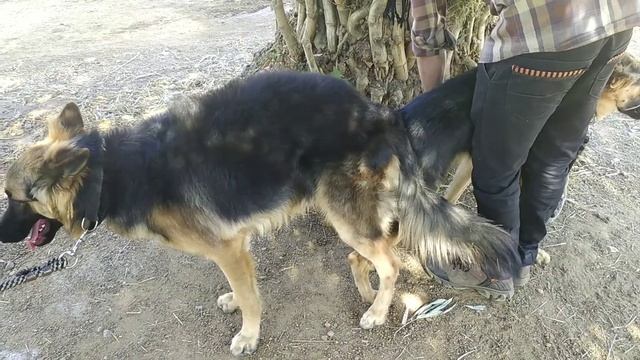 Rinky the German Shepherd dog Mating .Dog Mating Breeding Our German Shephard In mh36.Pet Animal / смотреть онлайн