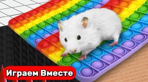 Лабиринт для Хомяка ! Выбираемся вместе из запутанного ПОПИТ ЛАБИРИНТА ! Видео для детей