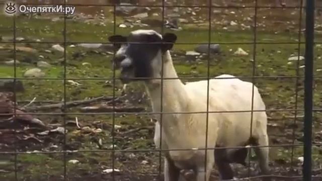 Смешные козлы и козы😄👍 смотреть онлайн