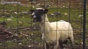 Смешные козлы и козы😄👍