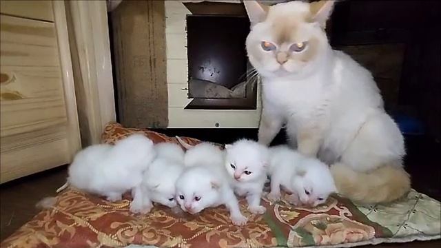 Шотландские котята смотреть онлайн