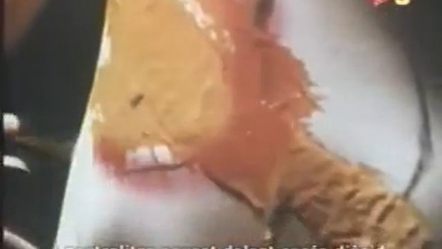 salvador dali cortos anuncios смотреть онлайн