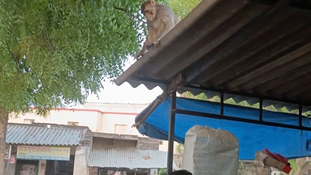 mare papa aj subha banro ko chana chilaye ❤️🐒🐒 ❤️❤️ #subscribe #vlog #youtube #video #vlog #trendin смотреть онлайн