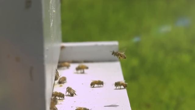 Natural HoneyBee Products from Samos island смотреть онлайн