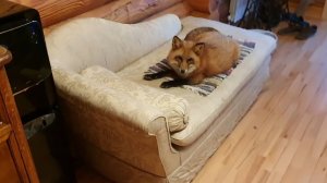 Лиса-Алиса. Радостное хрюканье на диване