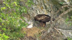 Италия. По местам дикой природы 1 серия «Горные монахи малого Тибета» (документальный сериал, 2023)