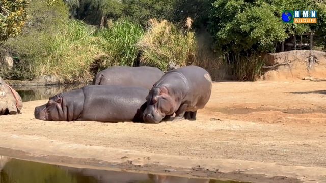 Hippopotamus | The Mighty River Horse of Africa. |HMN Wildlife #animals смотреть онлайн