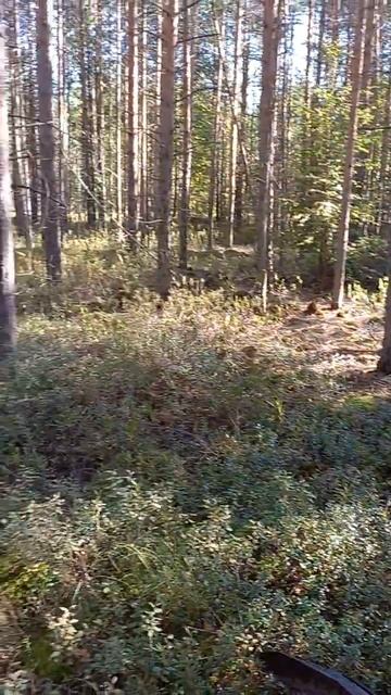 Слетела цепь в болоте #покатушки по лесу #Zuumav 300 #177 #Zuum 450 #194 #кантри #эндуро смотреть онлайн