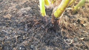 Снежная плесень на розах. Методы борьбы.