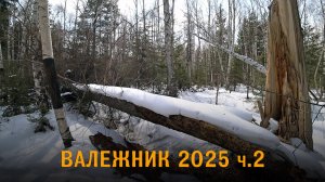 Валежник 2025. 2 серия. Сбор валежника.