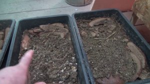 Переработка свежего куриного помета. Как быстро.