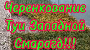 🌲Подробное черенкование туи западной Смарагд!!!🌲