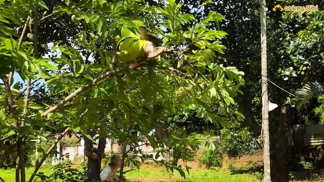 Bibi Takes The Poor Monkey Baby To Experience Fruit Harvesting At The Farm!