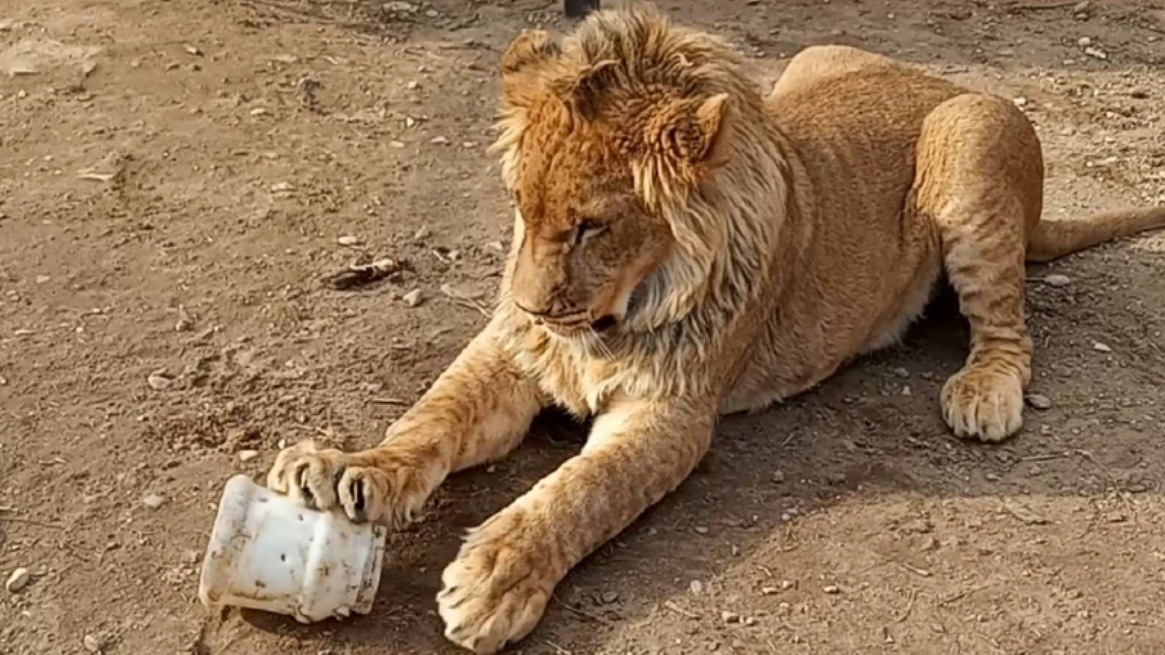 2 часть марлезонского балета. Лев ШЕРХАН превращает бидончик в дуршлаг. / Разговор с сотрудником. смотреть онлайн