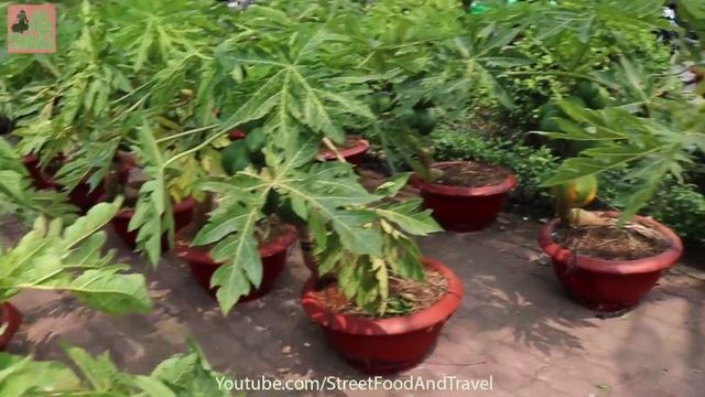 Amazing Papaya Fruit Bonsai Tree ( Cây Cảnh Tet Vietnam 2018 ) смотреть онлайн