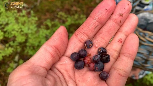 PANEN BLUEBERRY LIAR DI HUTAN FINLANDIA MALAM JUMAT | VLOG PANEN BUAH BUAHAN DI LUAR NEGERI - 2 смотреть онлайн