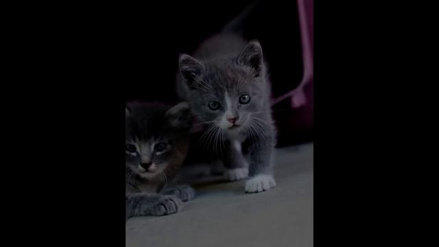 Cute Kittens, taken with d7000 смотреть онлайн