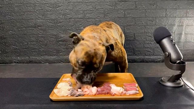 MUKBANG ASMR Dog eating Raw Meats ＆ bones 【American Bully】 смотреть онлайн