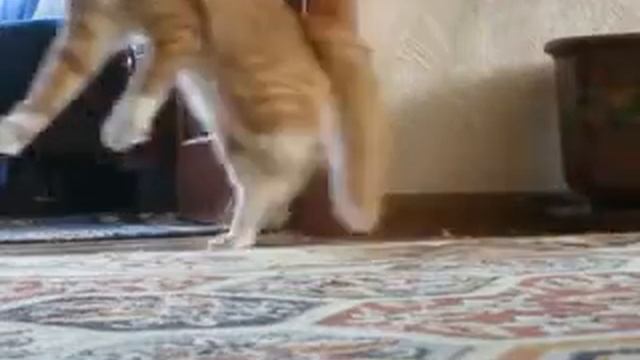Самое прикольное видео Кот ушёл - Cat gone. смотреть онлайн