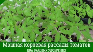 Первая ПОДКОРМКА РАССАДЫ ТОМАТОВ: Чем подкормить рассаду чтобы была крепкая и коренастая.