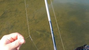 За трофейным жерехом