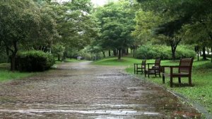 Белый шум дождя в парке. Звуки дождя от бессонницы и для учебы🌧️