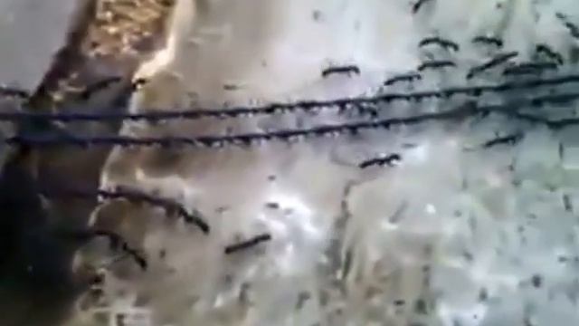 ОЗВЕРЕВШИЕ муравьи смотреть онлайн