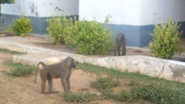 Monkey Thief - Baboons! Mole National Park ~ Ghana, Africa смотреть онлайн