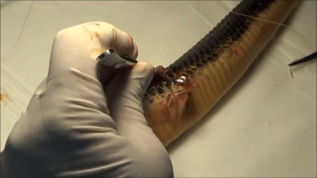 Timber Rattlesnake Research-Transmitter Implant Surgery смотреть онлайн