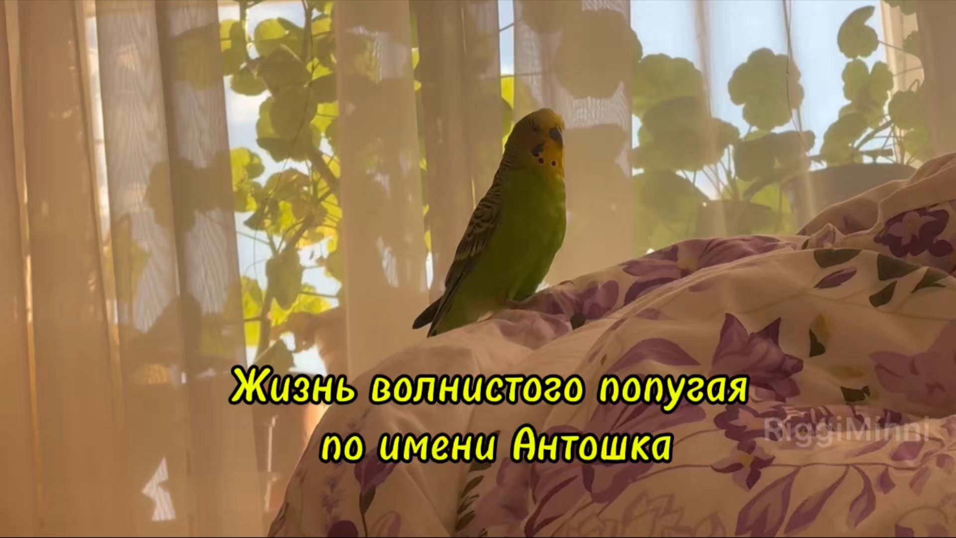 💚 Жизнь волнистого говорящего попугая по имени Антошка 💚 смотреть онлайн