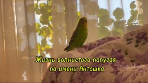💚 Жизнь волнистого говорящего попугая по имени Антошка 💚