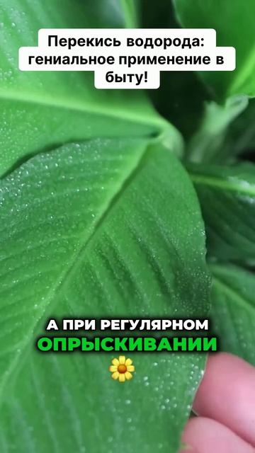 Перекись водорода: гениальное решение для дома! #перекись #урал #пятна #пятнапота #жара #потеет #удо смотреть онлайн