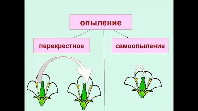 Груша кюре-старовинний французький сорт смотреть онлайн