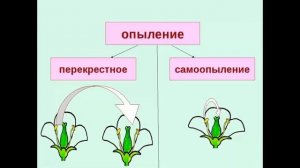 Груша кюре-старовинний французький сорт