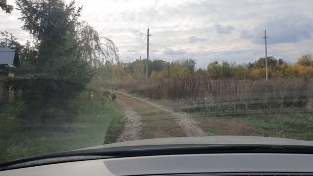 кабаны в городе! уже не первый год! Привет. boars in the city! not the first year! Hello. смотреть онлайн