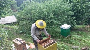 Обьединяю две пчелосемьи, делаю улей медовик.