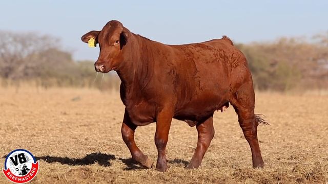 Keerkring NGB V8Beefmasters V8 22 767 смотреть онлайн