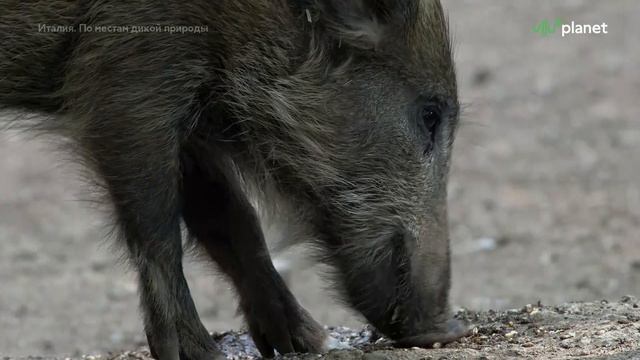 Италия. По местам дикой природы 3 серия «Равин: гранд-каньон Италии» (документальный сериал, 2023)