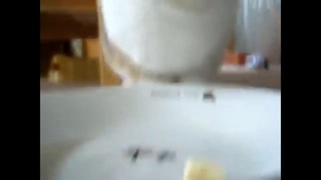 А вы видели как кушают кролики? (смотреть со звуком) смотреть онлайн