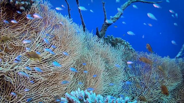 What are Coral Reefs ? | Interesting Benefits of Coral Reef | types of coral reef смотреть онлайн