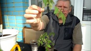 Срезаю и укореняю верхушки помидоров