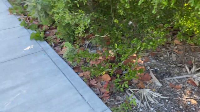 Herping for Exotic Lizards in South Florida, plus an American Crocodile! смотреть онлайн