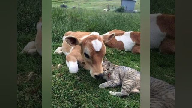 11 апреля - день домашних животных. смотреть онлайн