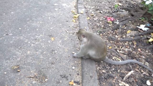 Monkey Stealing Food Makes Cute Little Girl Cry (in video time 3:00) | Viral Monkey смотреть онлайн