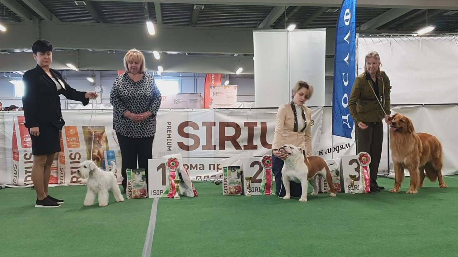 15.03.2025, СПб. Клуб "СПб КСС ДОСААФ". Выставка собак САС 2 группы FCI смотреть онлайн